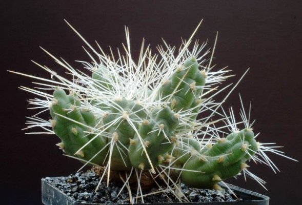 cumulopuntia_frigida
